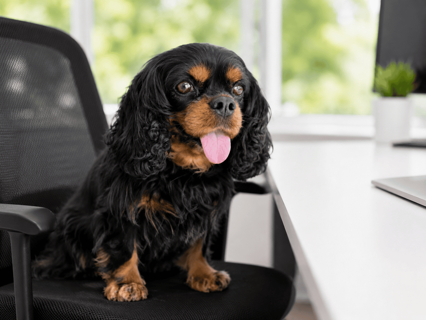 Inspect it team mascot dog in the office